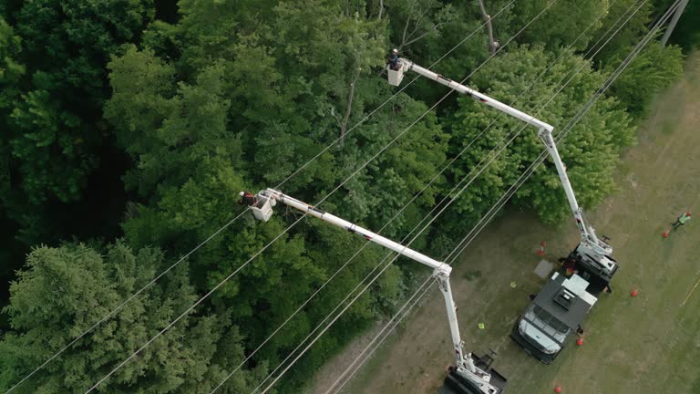 Best Utility Line Clearance  in Terrytown, LA